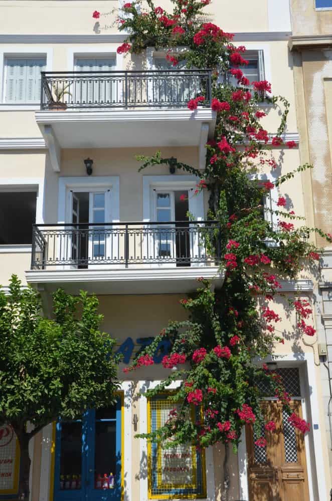 Grecia, Syros, Ermopoli – potere dei fiori, settembre 2013 (Syros)