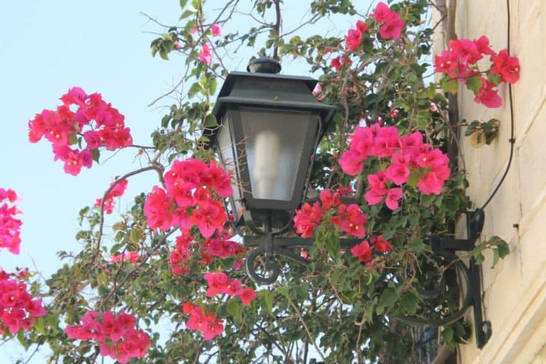 Greece, Syros, Ermoupoli – flowers and lamp, Sept.2013 (Syros)