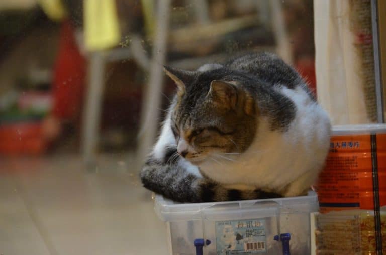 Taiwan, Jiufen – gatto, dicembre 2012