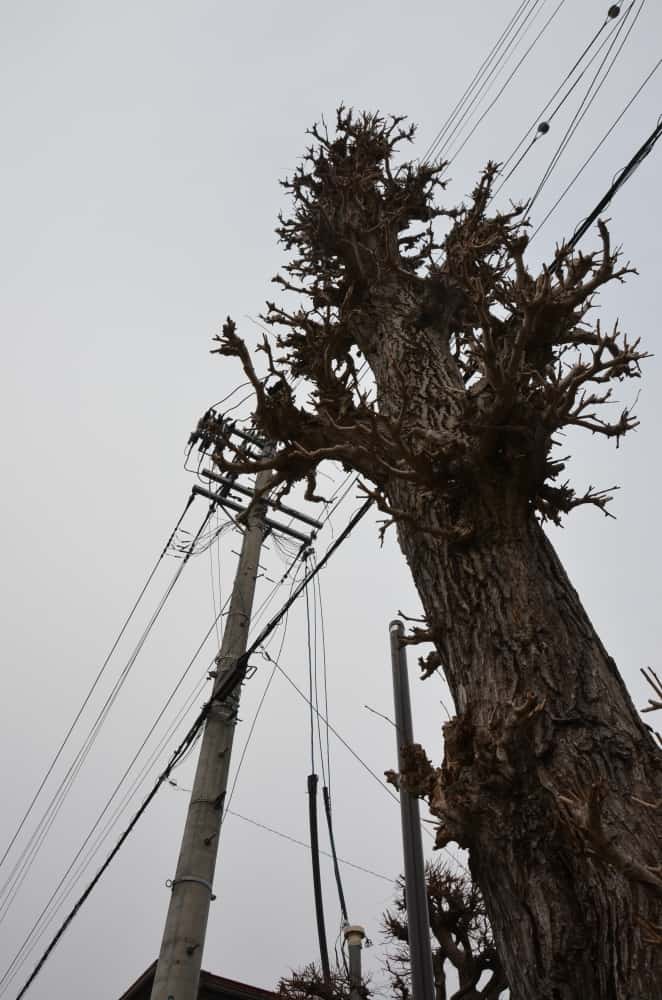Takayama – albero e palo del telegrafo, Mar.2016 (Gifu)