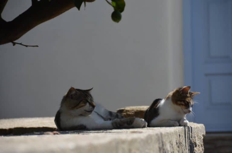 Grecia, Tinos – gatti, settembre 2013