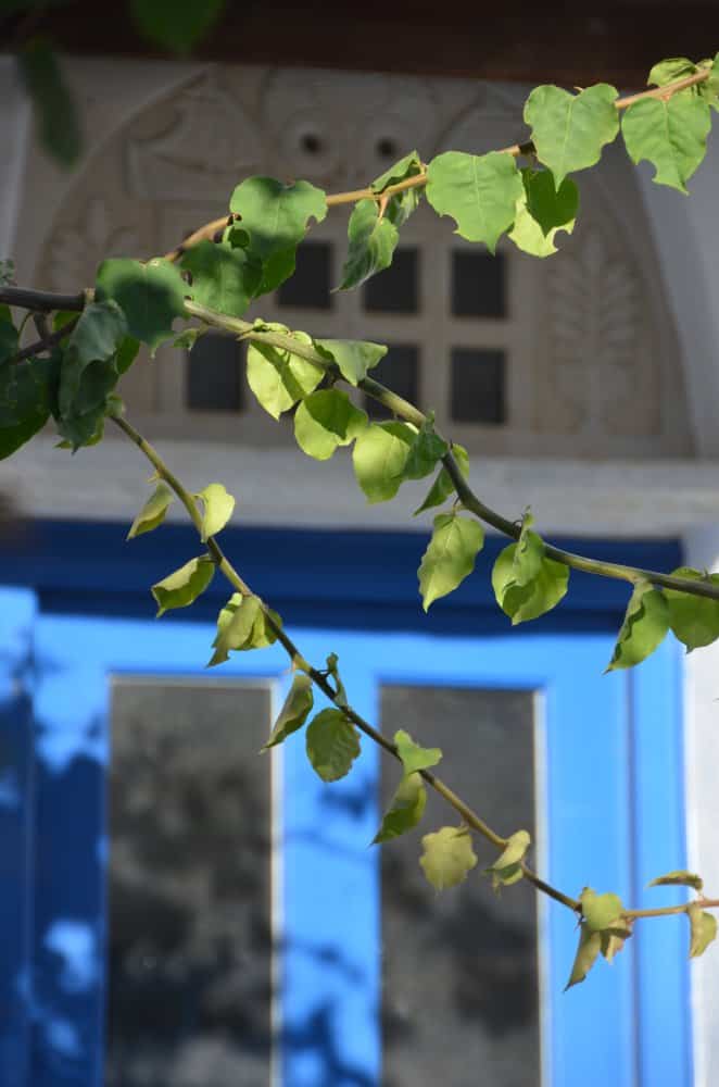 Grecia, Tinos – foglie, settembre 2013