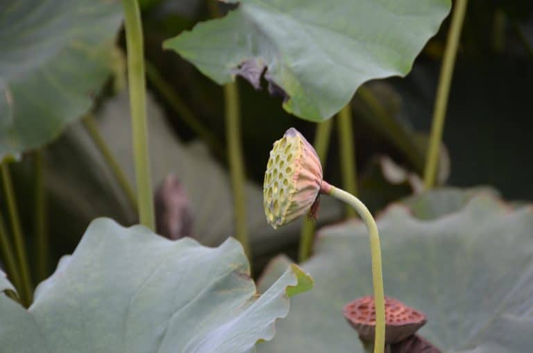 東京－上野、ハスの花の後 2016年8月 (東京)