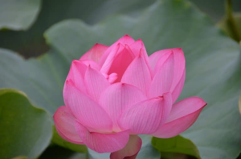 東京－上野、ハスの花 2016年8月 (東京)