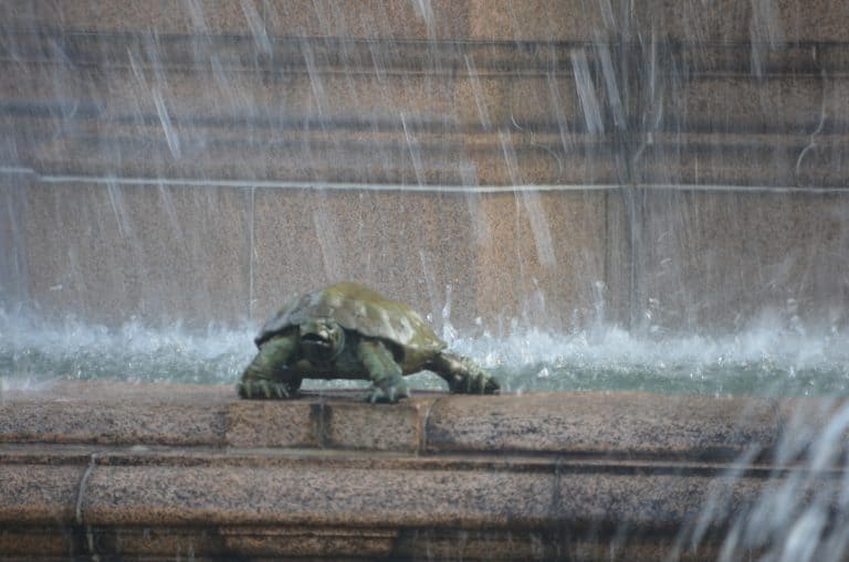 Japón-Tokio-Akasaka Palace-State Guest House-fuente-tortuga