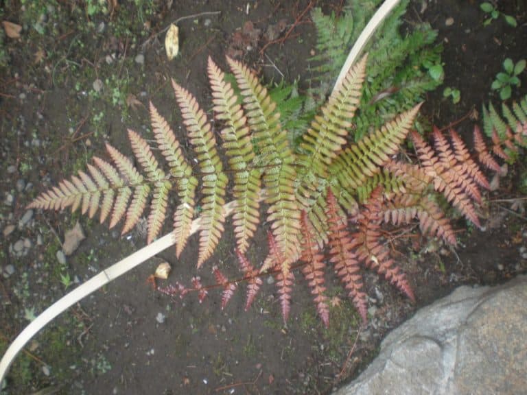  (Tokyo)