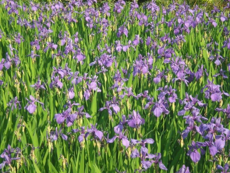  (Tokyo)