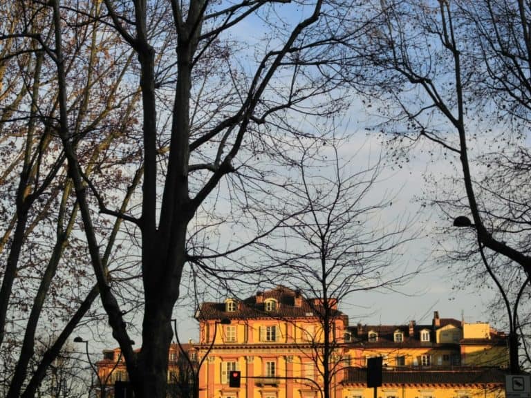 Italy, Turin – trees, Feb.2015 (Turín)