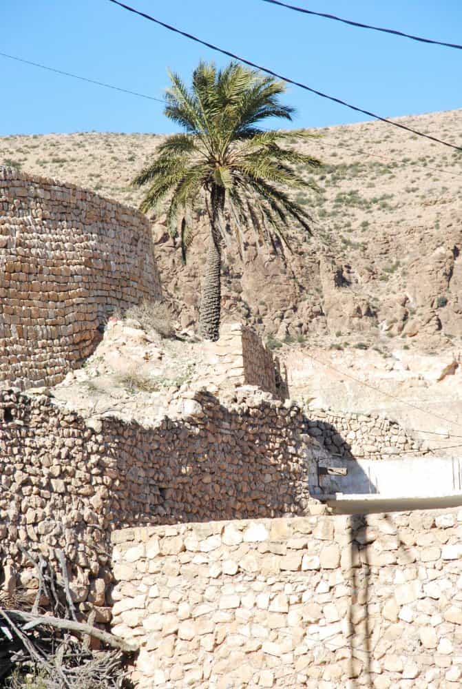 Tunisia, Toujane – tree, Dec.2008