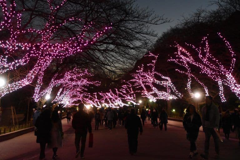 東京、上野－ライトアップ 2018年1月 (東京)
