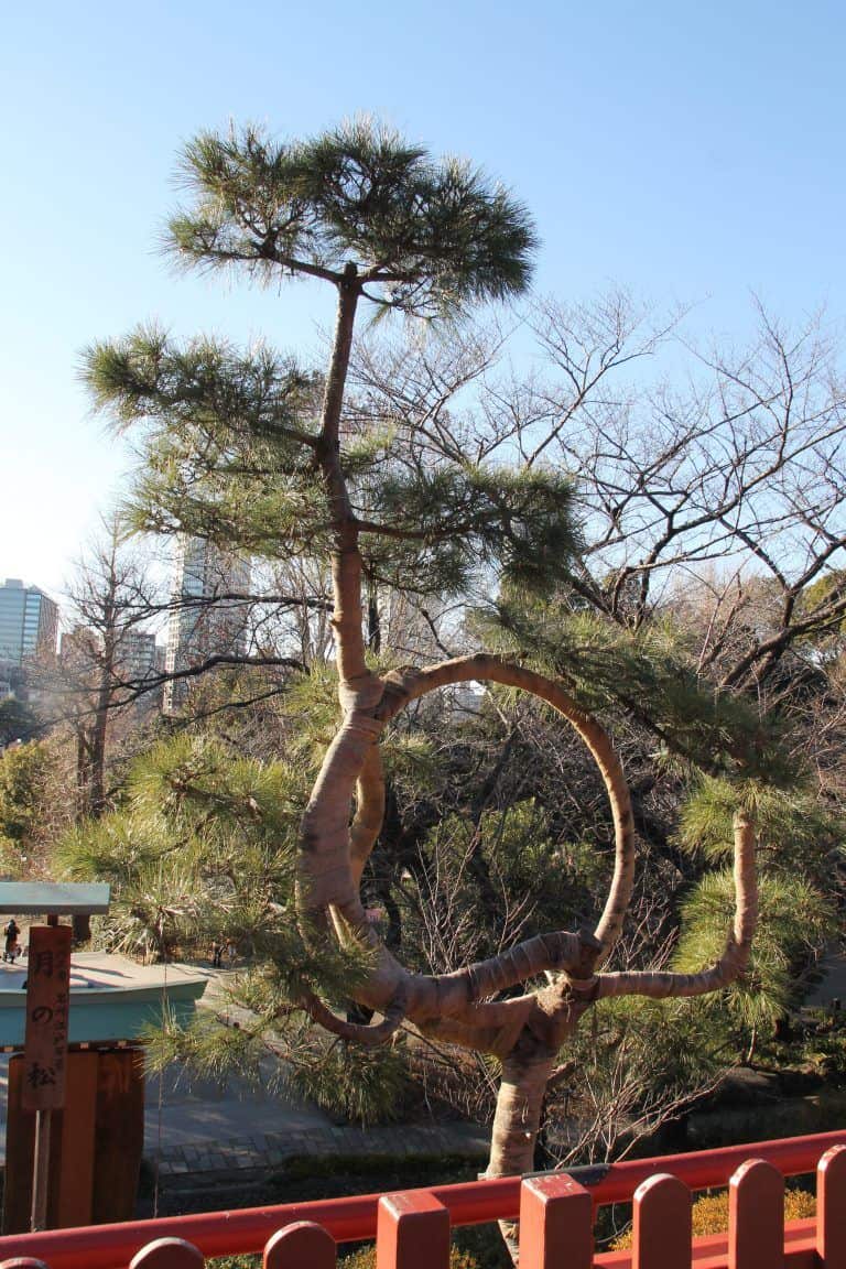 T東京、上野－松の木 2018年1月 (東京)