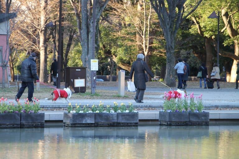 東京、上野－カップル 2018年1月 (東京)