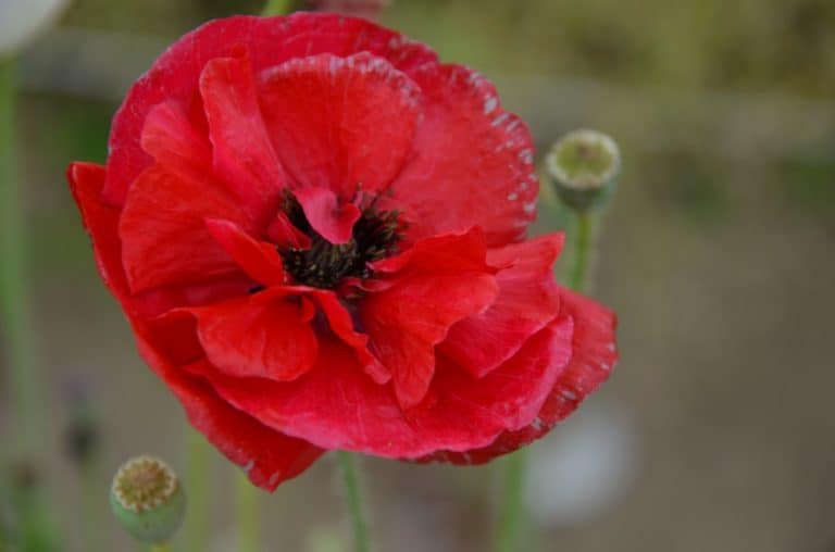 Ushiku – fiore rosso, Maggio 2015