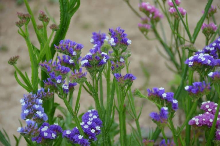 Ushiku – fiori viola, Maggio 2015