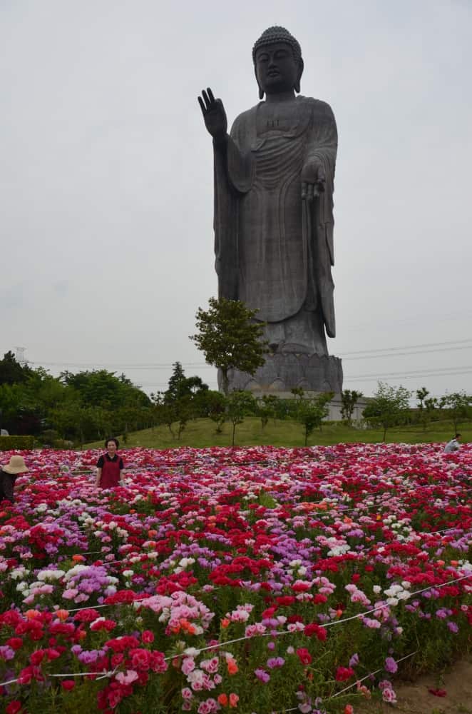 Ushiku – Buddha e fiori, Maggio 2015