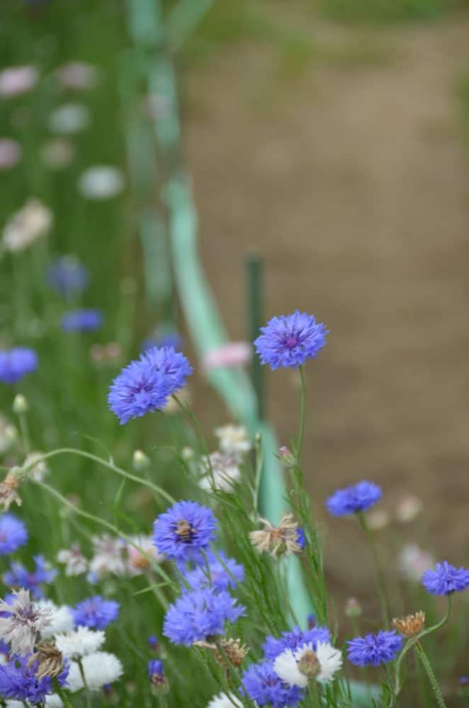 Ushiku – fiori e recinzione, Maggio 2015