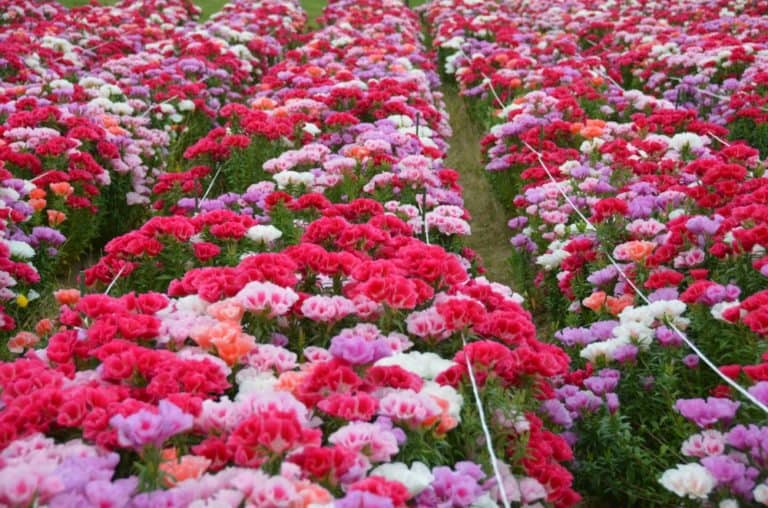 Ushiku – letto di fiori, Maggio 2015