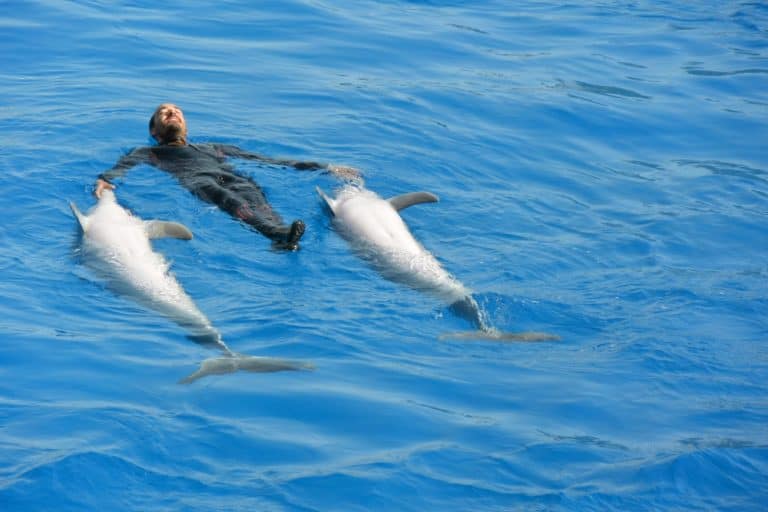 水族館－イルカ・ショー４ 2016年2月 (バレンシア)