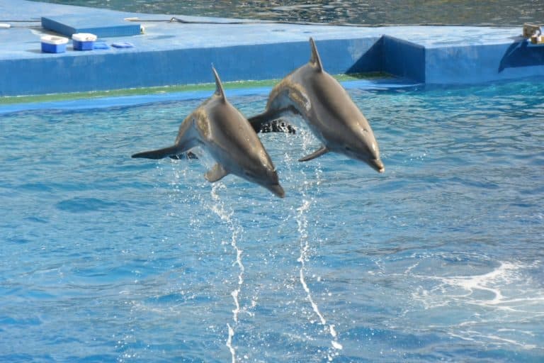 水族館－イルカ・ショー２ 2016年2月 (バレンシア)