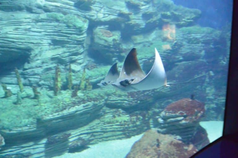 水族館－マンタ 2016年2月 (バレンシア)