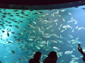 aquarium – manta, Feb.2016