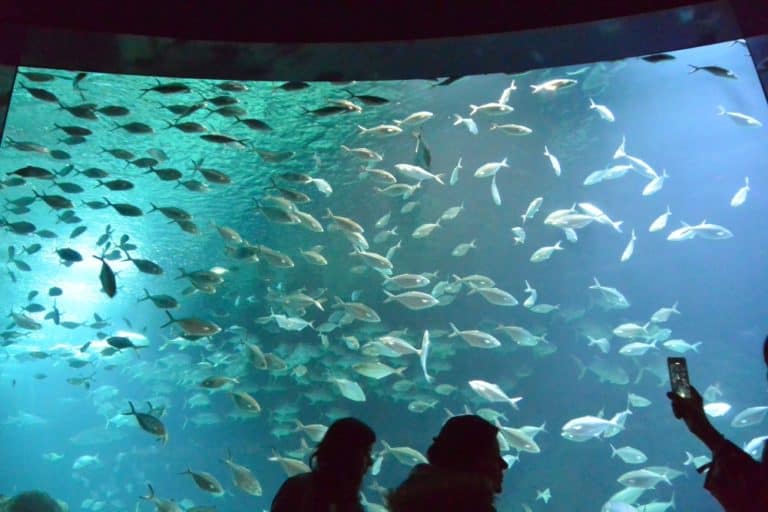 水族館－写真を撮る 2016年2月 (バレンシア)