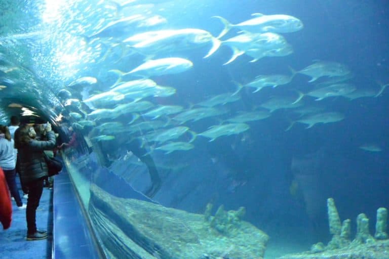水族館－魚と人々 2016年2月 (バレンシア)