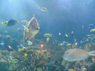aquarium – manta, Feb.2016