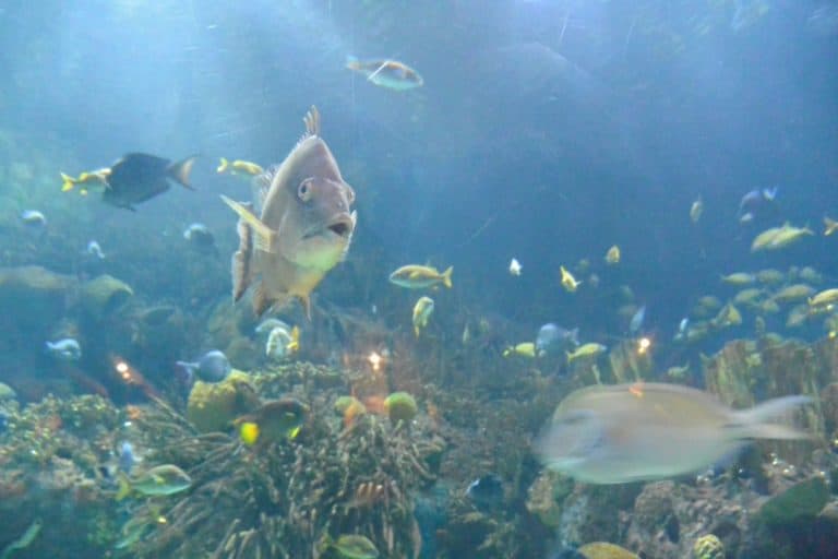 水族館－魚 2016年2月 (バレンシア)