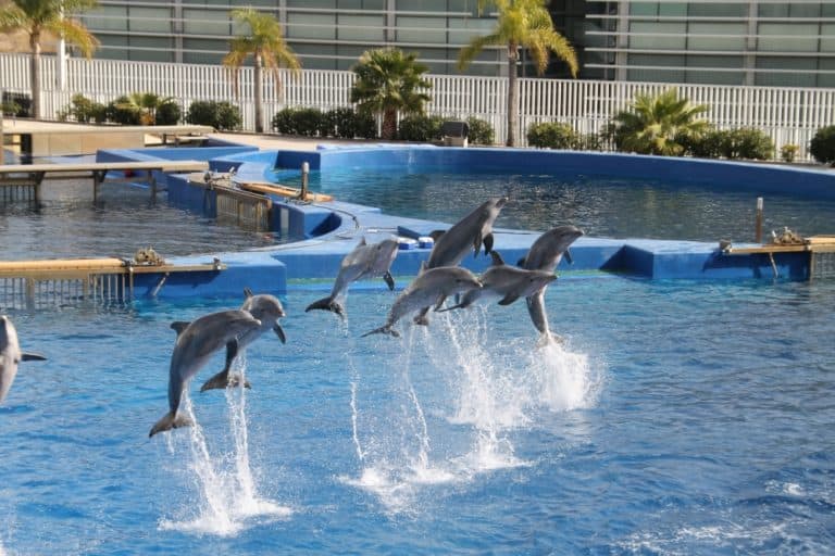aquarium – dolphin show 1, Feb.2016 (Valencia)
