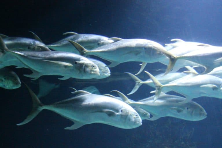 水族館－銀色の魚 2016年2月 (バレンシア)