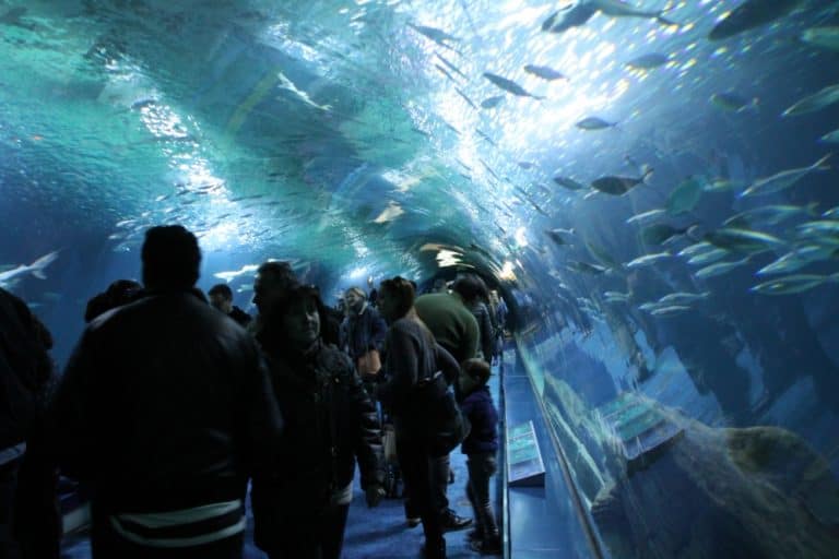 水族館－トンネル 2016年2月 (バレンシア)