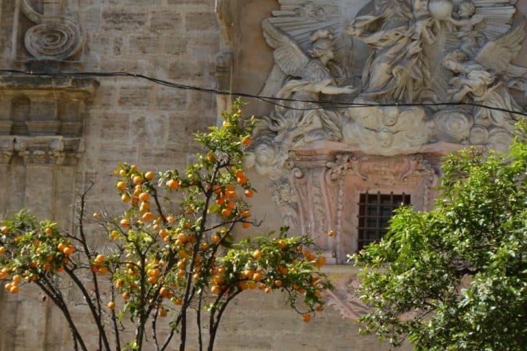 Lonja – orange tree, Feb.2016