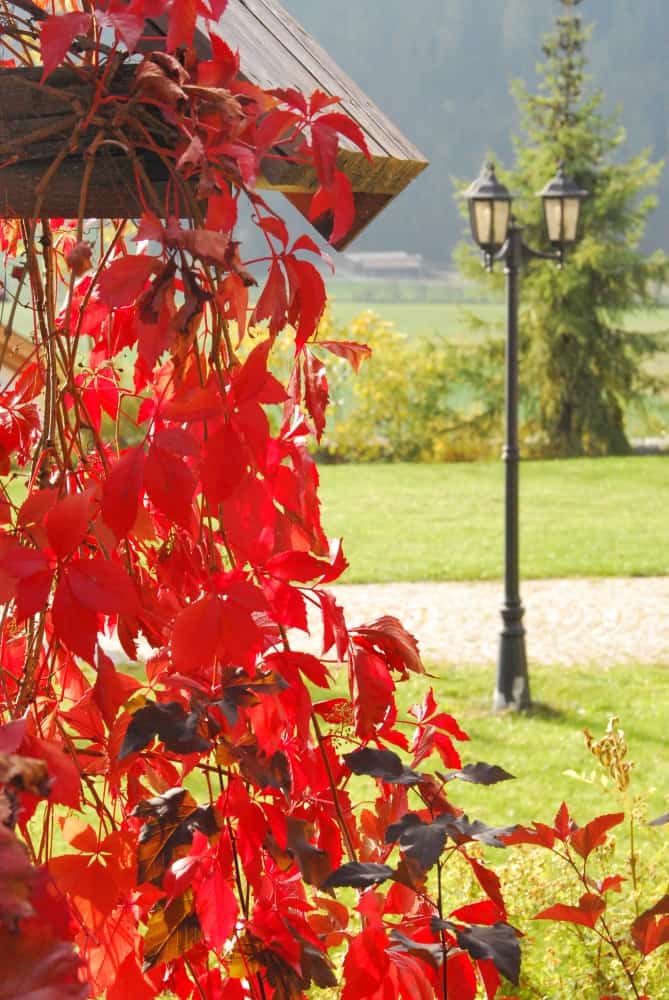 イタリア、ヴァッレ・ディ・カジーエス－紅葉 2014年10月 (南ティロル自治州)