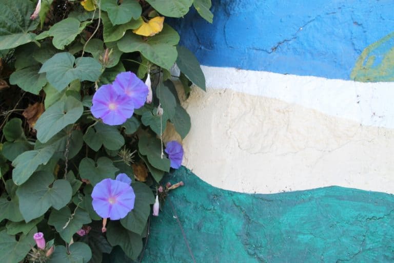 Cerro Bellavista – fiori blu, Dic.2015 (Valparaiso)