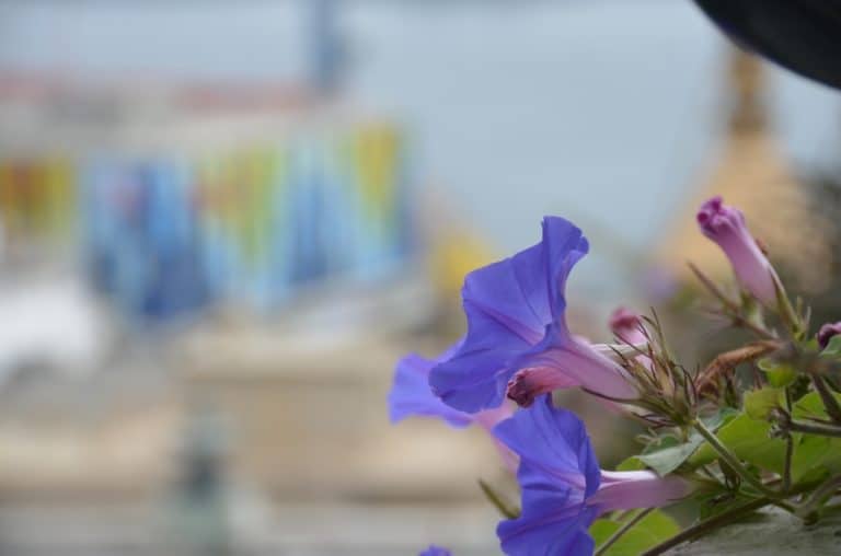Concepcion – blue, Dec.2015 (Valparaiso)