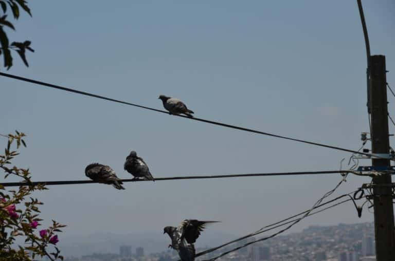 Concepcion – piccioni, Dic.2015 (Valparaiso)