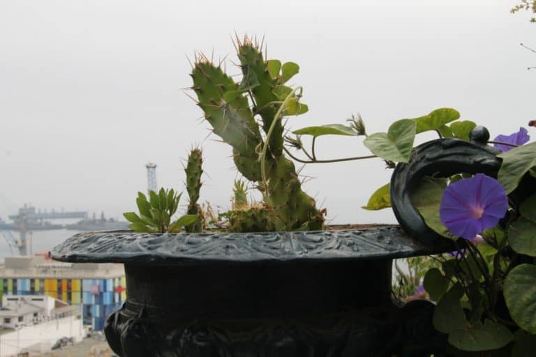 Concepcion – cactus, Dec.2015 (Valparaiso)
