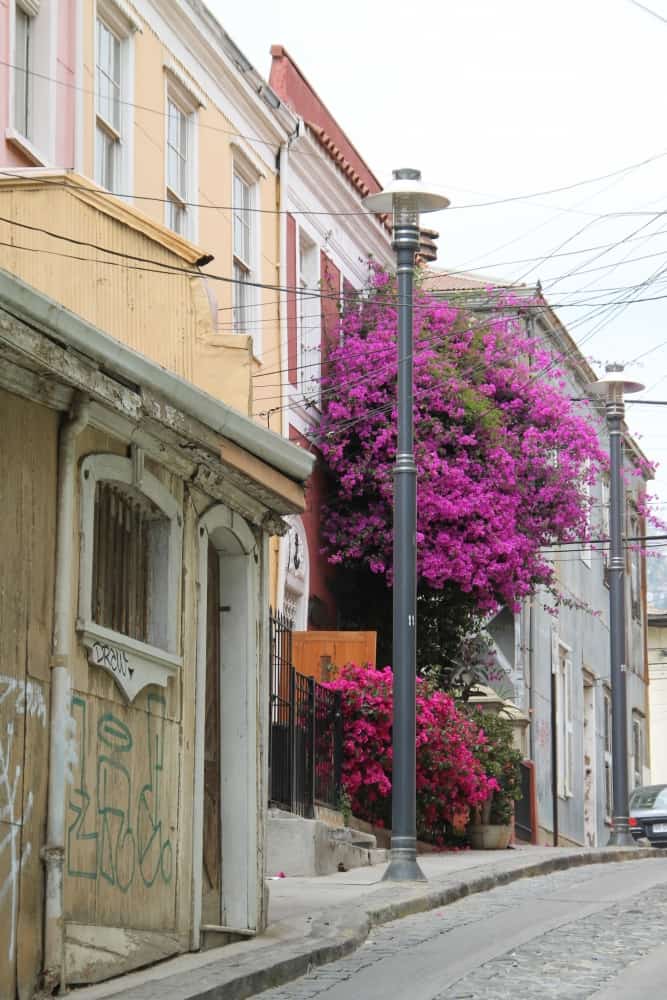 Concepcion – street with flowers, Dec.2015 (Valparaiso)