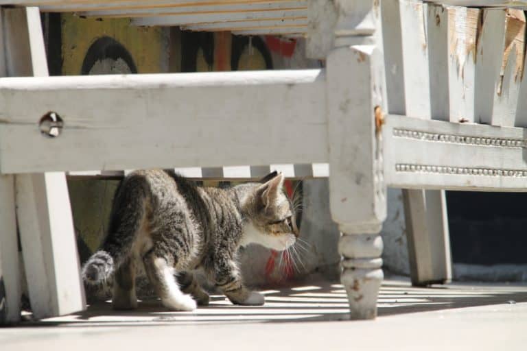 Concepcion – cat, Dec.2015 (Valparaiso)