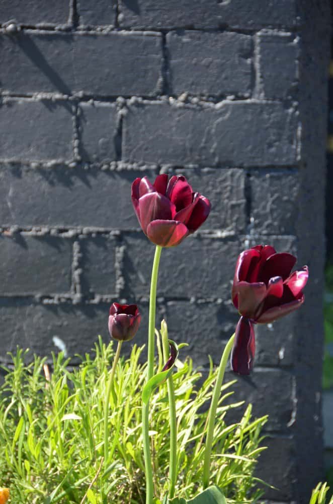 fiori-galles-capitale-cardiff