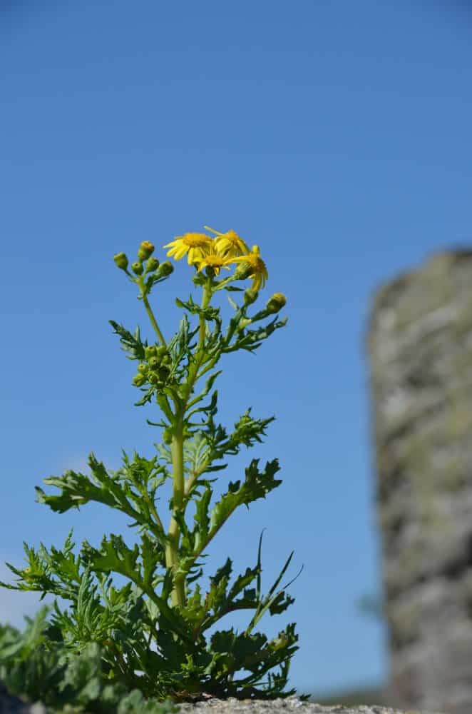 Wales-Conwy (4)