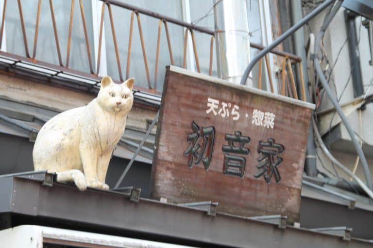 谷中－猫 2017年4月 (東京)