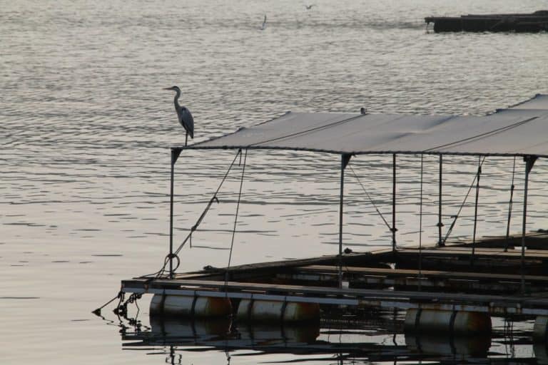Giappone, Yobuko – uccello, gen. 2014 (Kyushu)