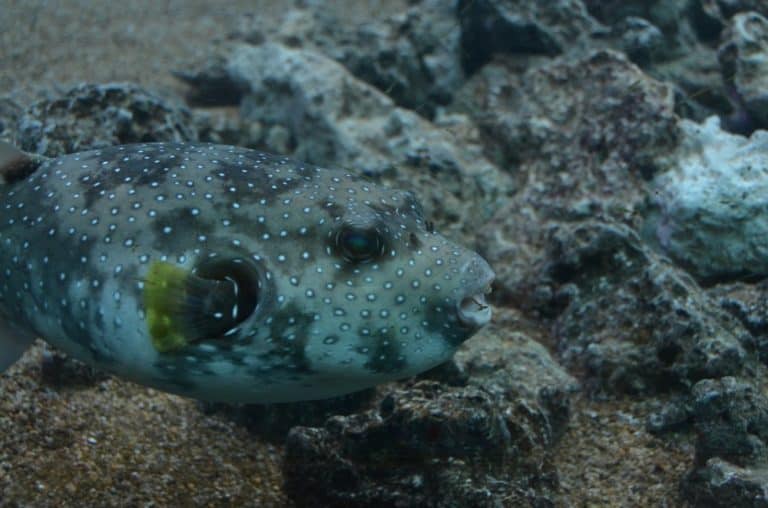 日本、横浜－水族館２６ 2014年1月 (横浜)