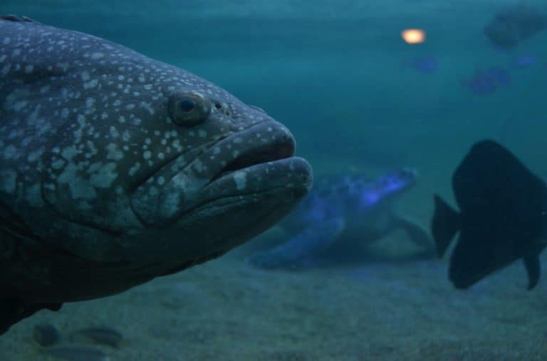 日本、横浜－水族館２５ 2014年1月 (横浜)