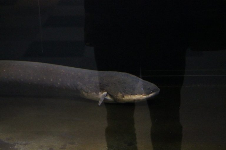 日本、横浜－水族館２４ 2014年1月 (横浜)