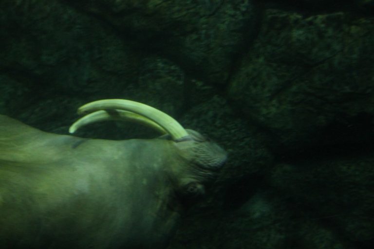 日本、横浜－水族館２３ 2014年1月 (横浜)