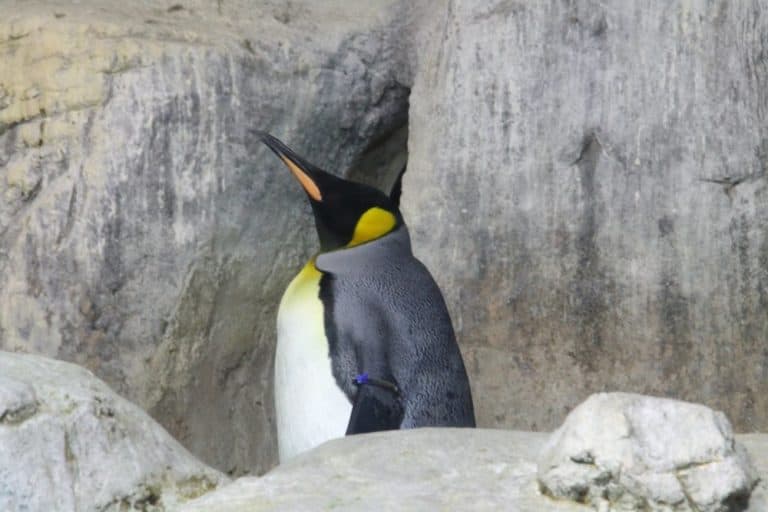 日本、横浜－水族館２１ 2014年1月 (横浜)