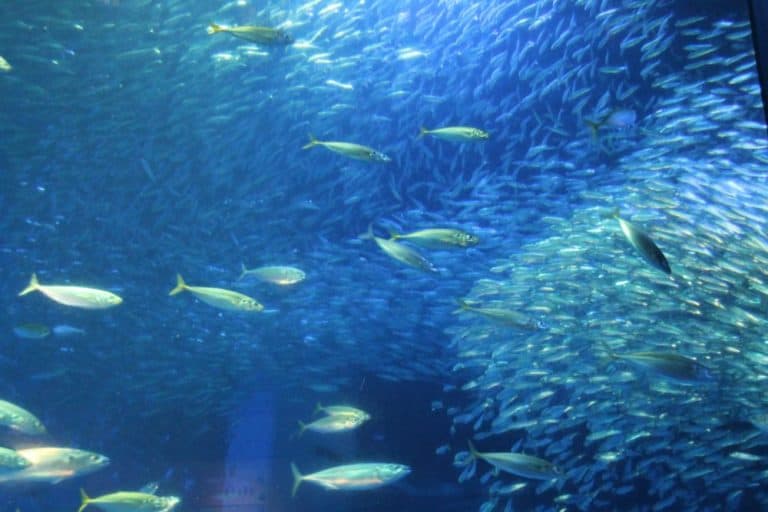 日本、横浜－水族館１９ 2014年1月 (横浜)